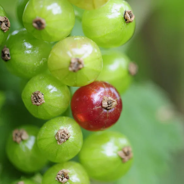 Närbild Färska Krusbär — Stockfoto