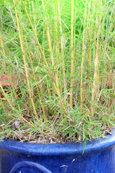 Bambu Verde Árvores Flora Folhagem — Fotografia de Stock