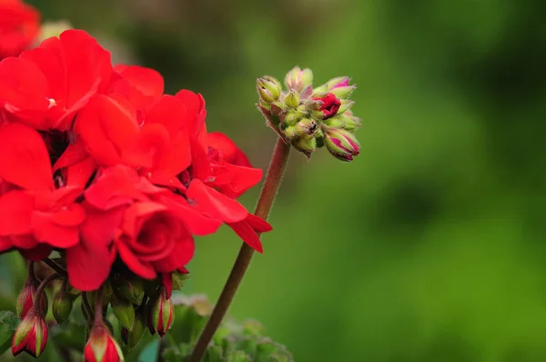 Vue Rapprochée Plante Décorative — Photo