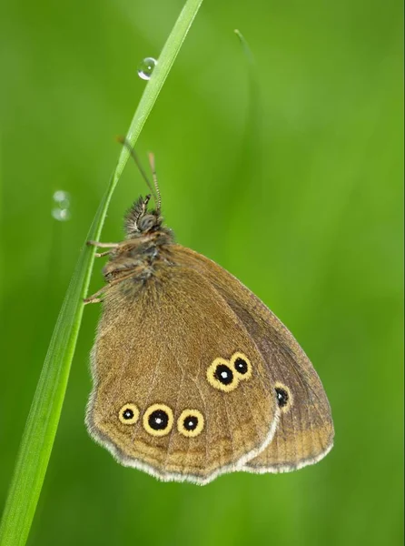 Chaminé Querida Borboleta Flora Insetos — Fotografia de Stock