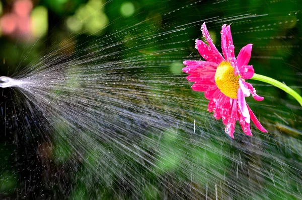 Kwiat Woda Spray Ogród Podlewanie Makro Krople Wody Krople Jasny — Zdjęcie stockowe