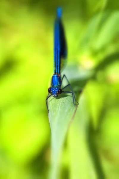 Gebänderte Demoiselle Calopteryx Splendens Einer Makroaufnahme — Stockfoto