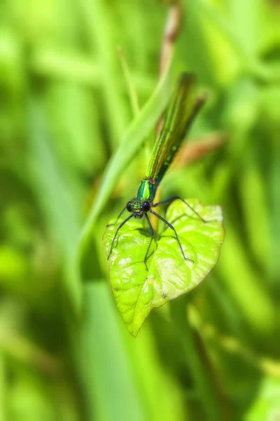 Banded Δεσποινίς Calopteryx Splendens Θηλυκά Ένα Μακροσκοπικό Πλάνο — Φωτογραφία Αρχείου