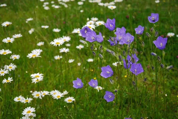 Zomer Bloemen Bluebells Madeliefjes Een Groene Weide — Stockfoto