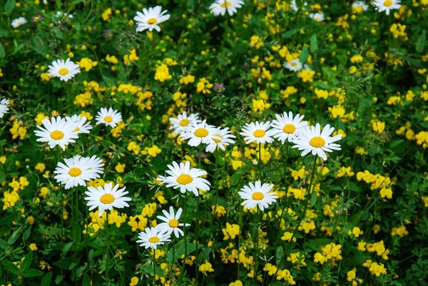 Fiori Estivi Giardino Svedese Dall Isola Oland Svezia — Foto Stock