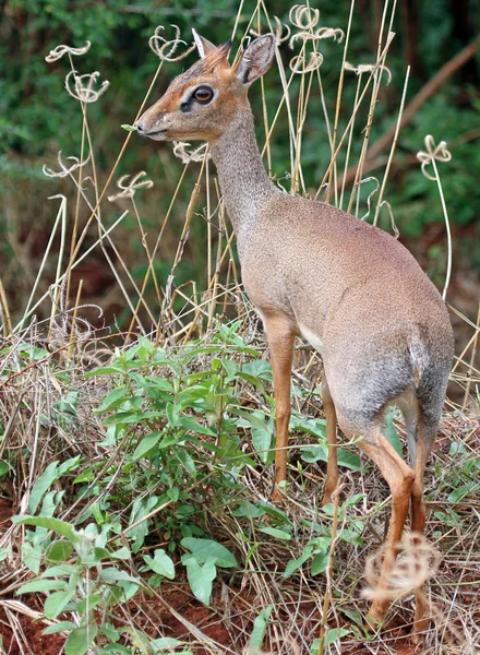 ディック小さなかわいい鹿の動物 — ストック写真