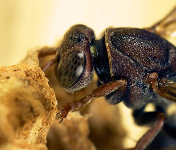 Closeup View Wasp Insects Macro Shot — Stock Photo, Image