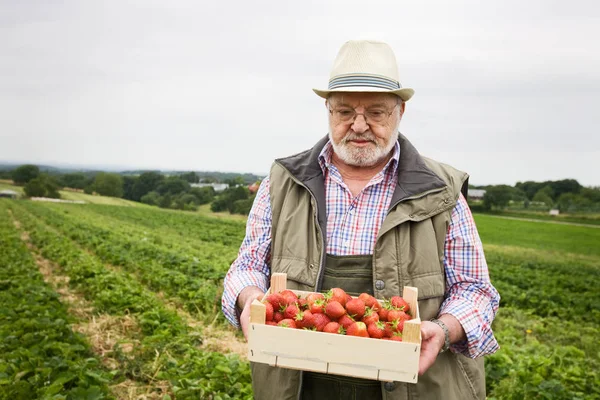 Retrato Senior Campo Fresas Sosteniendo Caja Madera Fresas — Foto de Stock