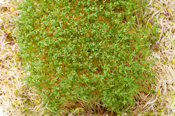 Fresh Alfalfa Sprouts Cress White Background — Stock Photo, Image