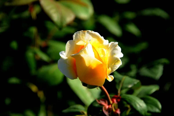 Uma Rosa Jardim Sultão — Fotografia de Stock