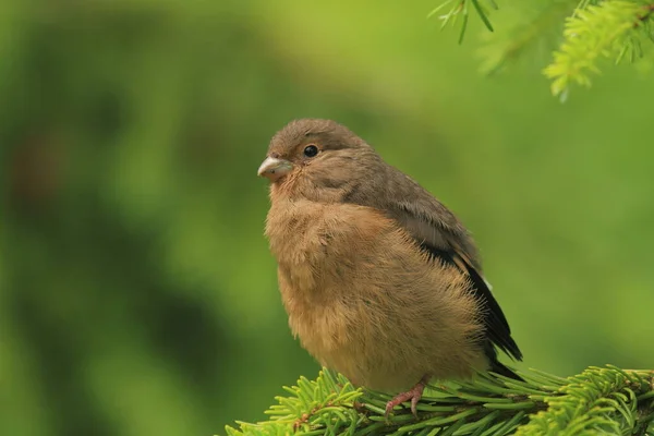 Scenic View Beautiful Bird Nature — Stock Photo, Image