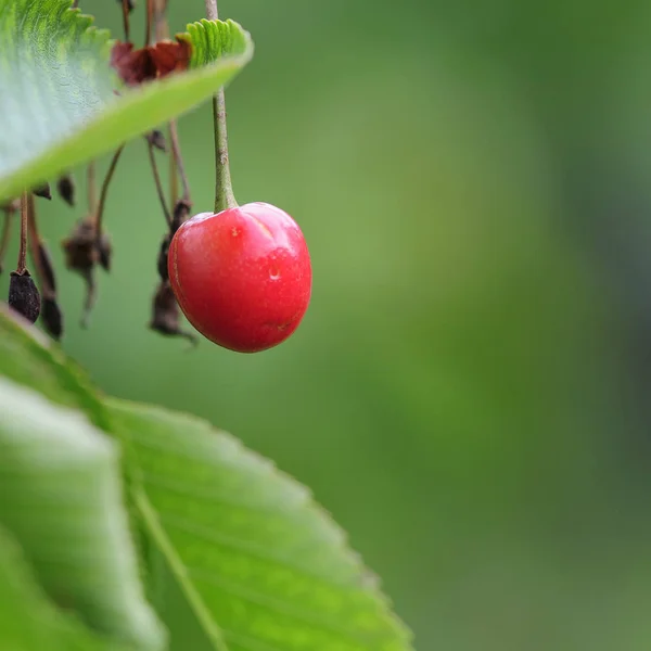 Natuurboom Kersenboom — Stockfoto