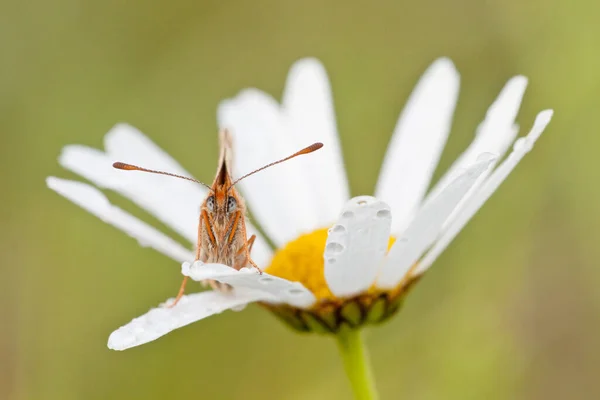 Motyl Szkarłatny Owad Skrzydłami — Zdjęcie stockowe