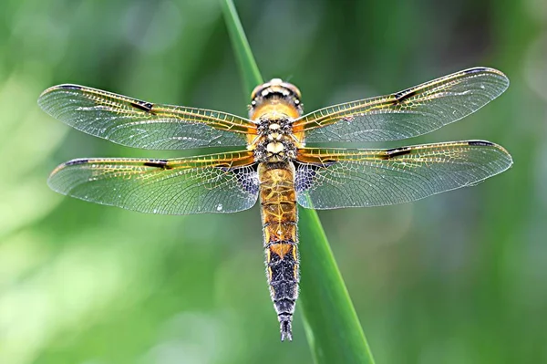 Libelleninsekt Odonata Und Fauna — Stockfoto