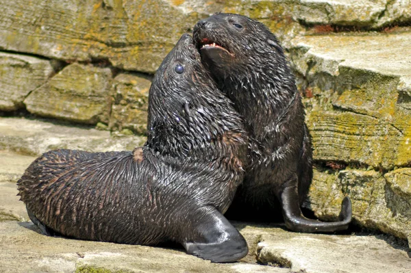 Foche Animali Mammiferi Marini — Foto Stock