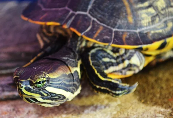 Reptile Turtle Animal Nature Fauna — Stock Photo, Image