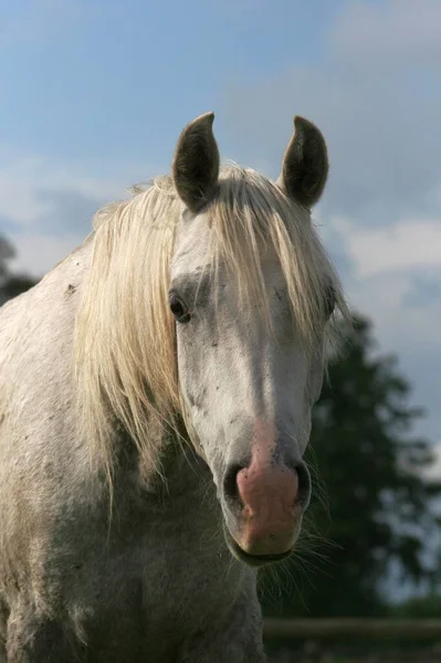 Hästar Utomhus Dagen — Stockfoto