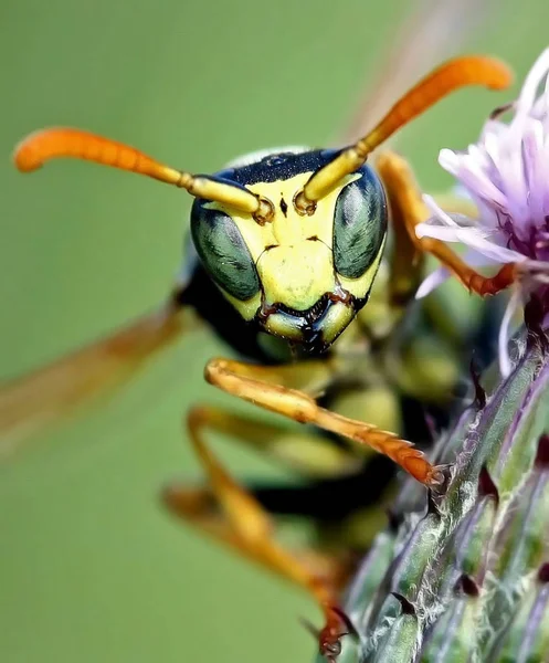 Vista Vicino Degli Insetti Vespa Macro Shot — Foto Stock