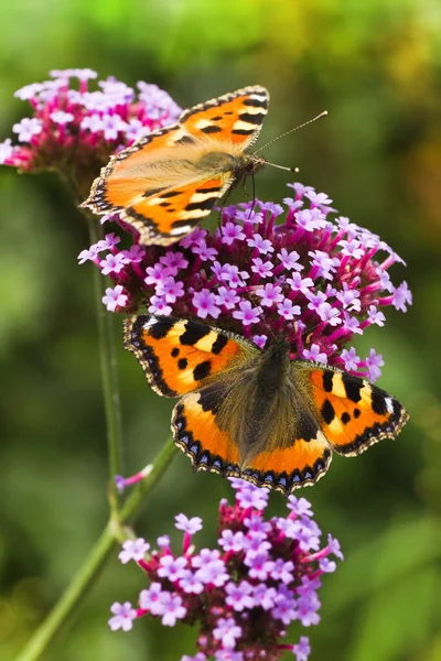 Малі Грушева Або Aglais Urticae Метеликів Фіолетовий Квіти Вербена Влітку — стокове фото