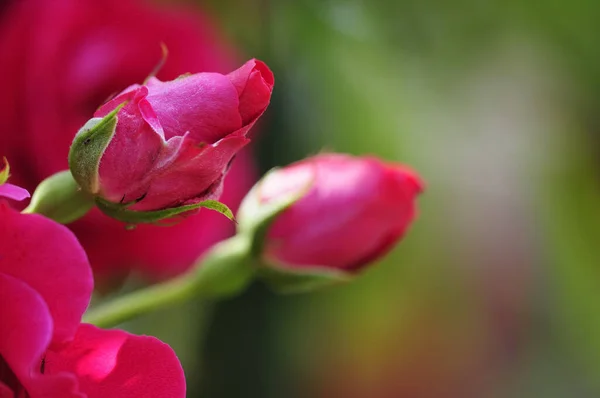 Rosas Rosa Crescendo Livre — Fotografia de Stock