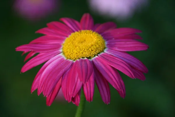 美しいマルグリットの花の風景 — ストック写真
