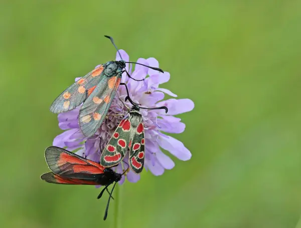 Zygaena Purpuralis Zzygaena Carniolica Zygaena Filipendulae Квітці Вдови — стокове фото