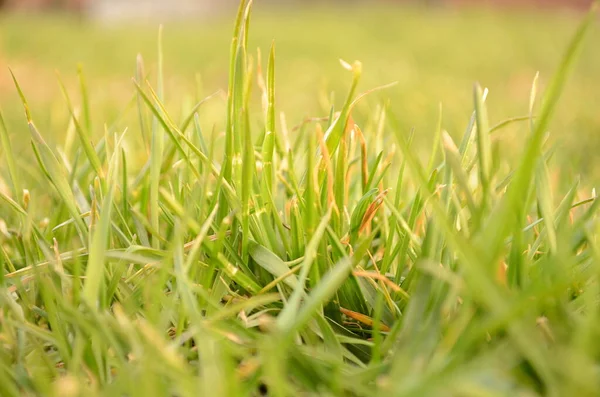 美丽的植物学照片 天然壁纸 — 图库照片