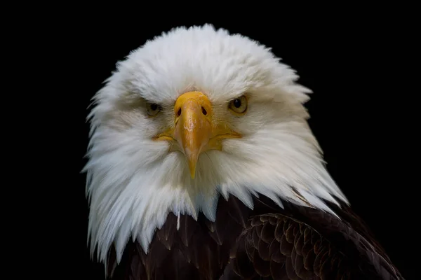 Vacker Utsikt Över Majestätisk Skallig Örn Vild Natur — Stockfoto