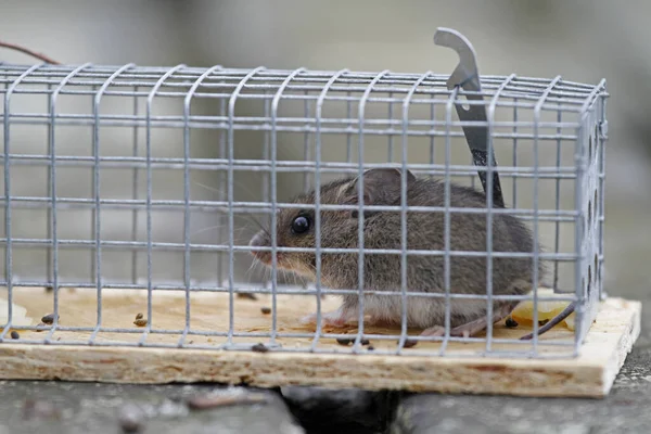 Maus Der Falle — Stockfoto