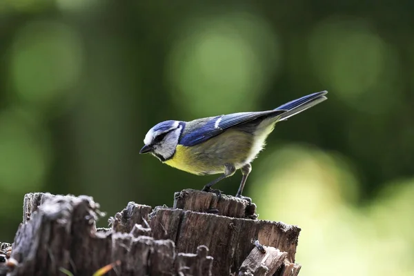 Vacker Utsikt Över Vackra Titmouse Fågel — Stockfoto