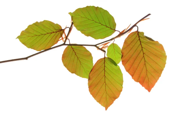 Faia Dourada Fagus Sylvatica Purpurea Pequeno Ramo Com Folhas Frescas — Fotografia de Stock