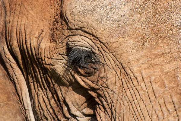Animal Elefante Animal Africano — Fotografia de Stock