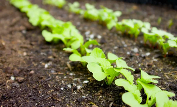 Hermoso Plano Botánico Fondo Pantalla Natural — Foto de Stock