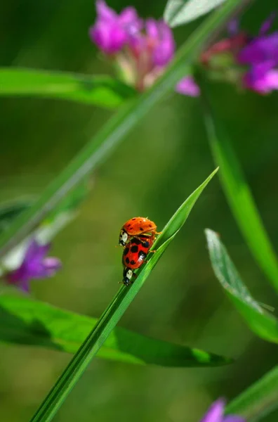 Nahaufnahme Von Niedlichen Marienkäfer Insekt — Stockfoto