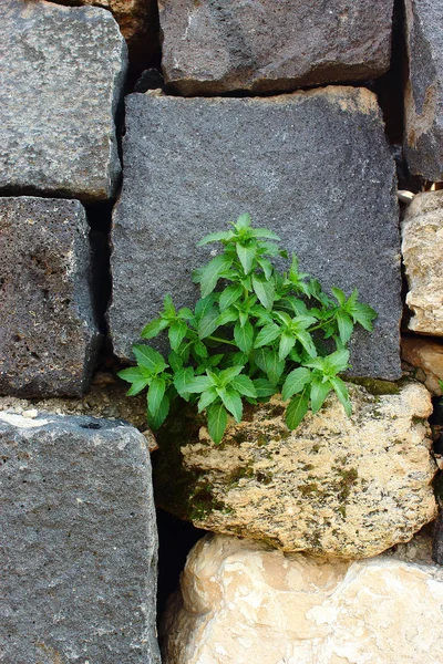 小さな緑の植物は古い石壁の中で育ち希望の概念は — ストック写真