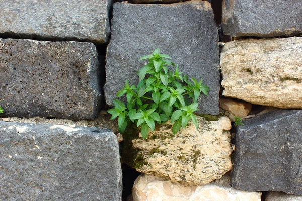小さな緑の植物は古い石壁の中で育ち希望の概念は — ストック写真