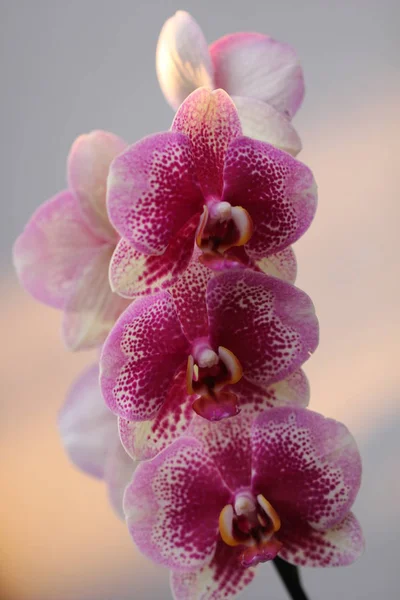 Natursköna Vackra Färgglada Orkidé Blomma — Stockfoto