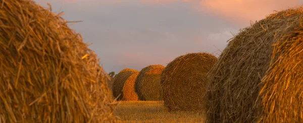 Oogsttijd Concept Achtergrond — Stockfoto