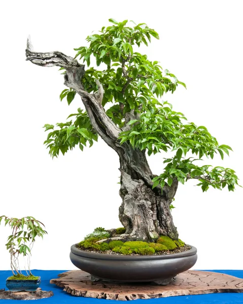 Bonsai Boom Groeiende Plant — Stockfoto