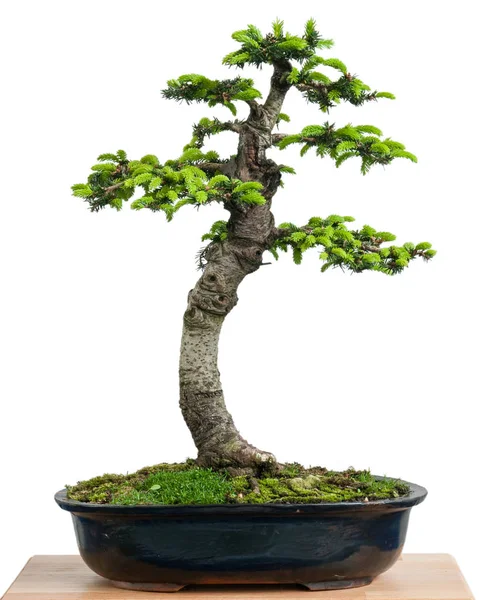 Bonsai Növekvő Növény — Stock Fotó