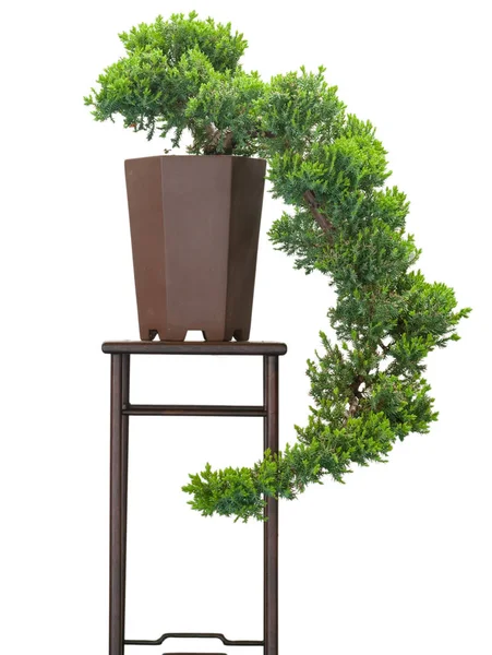 Bonsai Tree Growing Plant — Stock Photo, Image