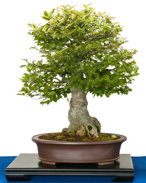 Bonsai Tree Growing Plant — Stock Photo, Image