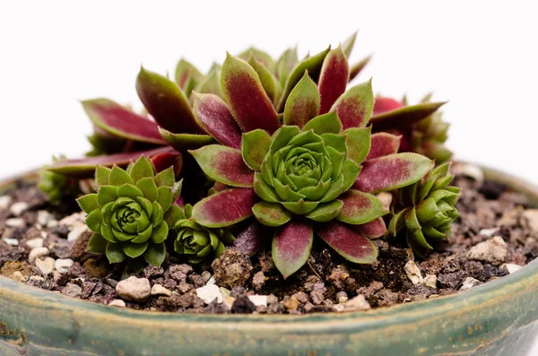 Houseworm Sempervivum Red Green Coloring Bowl — Stock Photo, Image