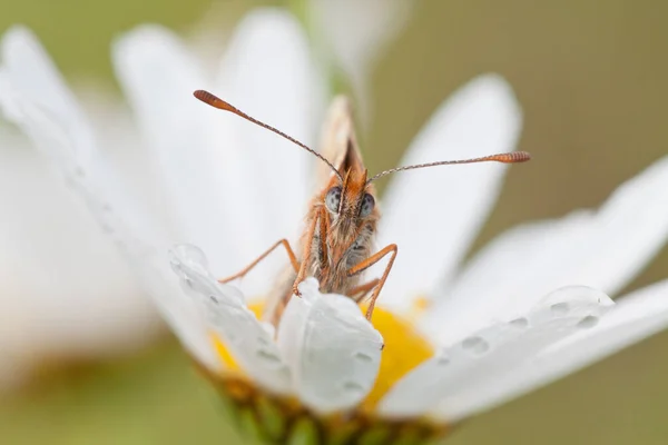 Fritillaire Vlinder Insect Met Vleugels — Stockfoto