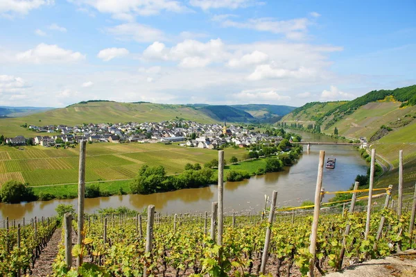 Winery Trittenheim Moselle River Spring — Stockfoto
