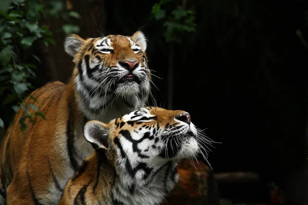 Kucing Pemangsa Harimau Liar — Stok Foto