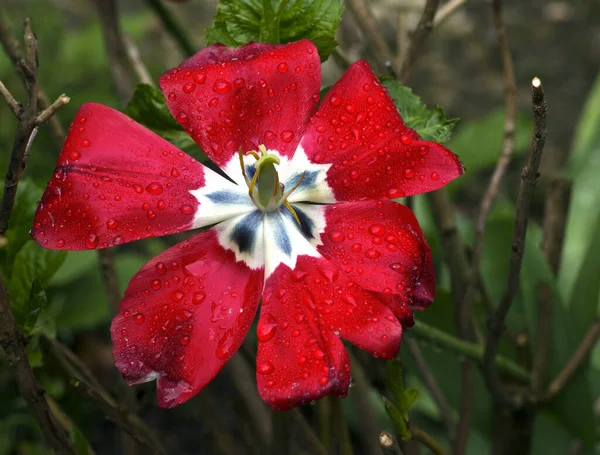 Tulipán Bajo Lluvia —  Fotos de Stock