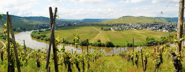 Moselle Völgy Leiwen Trittenheim Panoráma — Stock Fotó