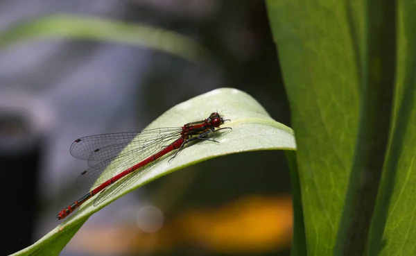 Odonata Dragonfly Nature Flora — стоковое фото