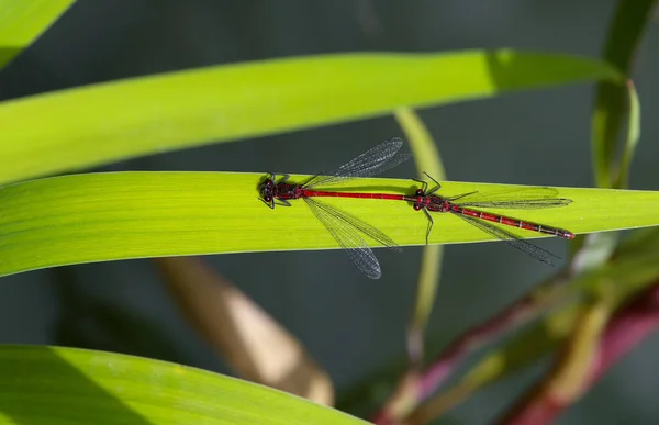 Mosca Inseto Libélula Odonata Fauna — Fotografia de Stock